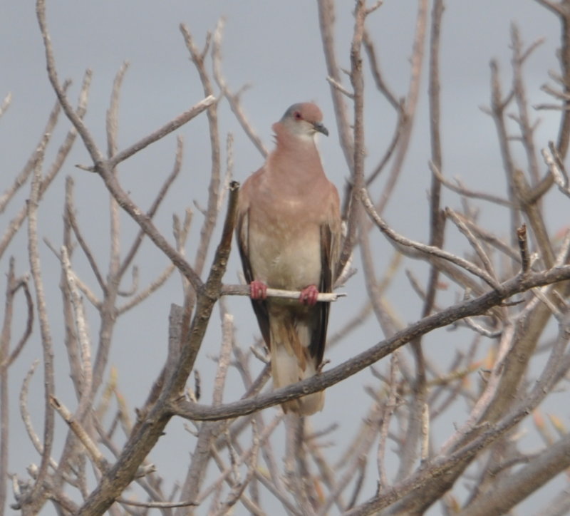 DSC_0532b.JPG