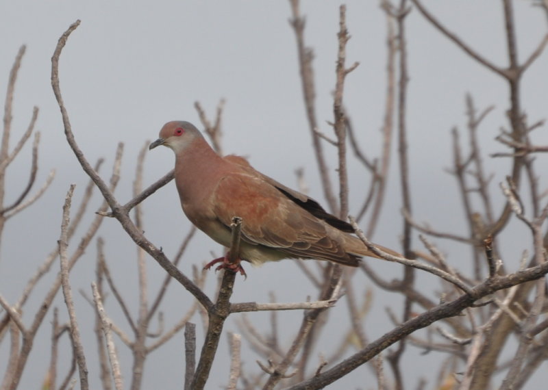 DSC_0548b.JPG