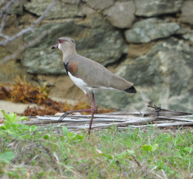 DSC_0643b.JPG