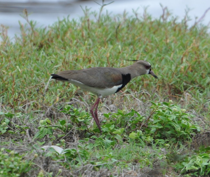DSC_0648b.JPG