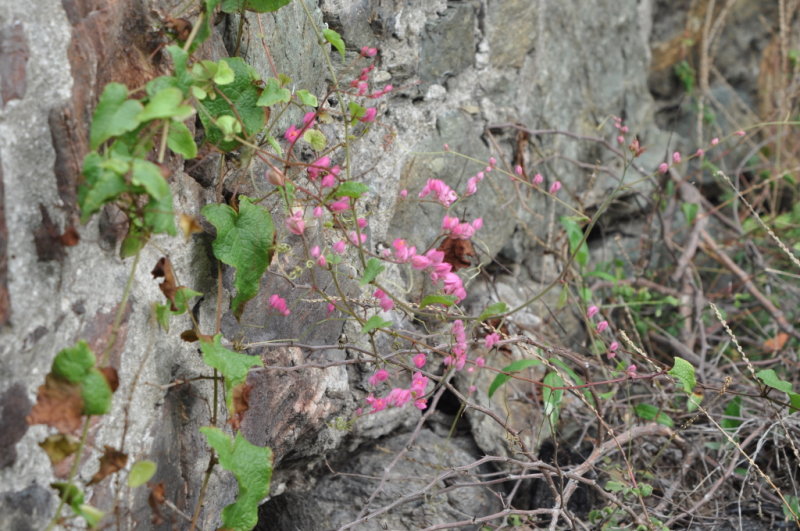 DSC_0672b.JPG
