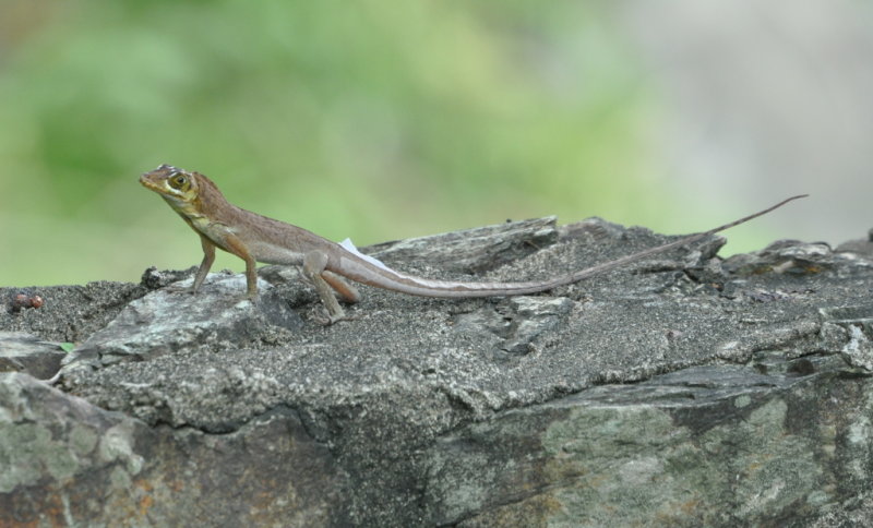 DSC_0682b.JPG