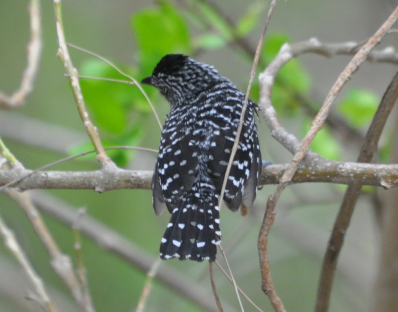 DSC_0718b.JPG