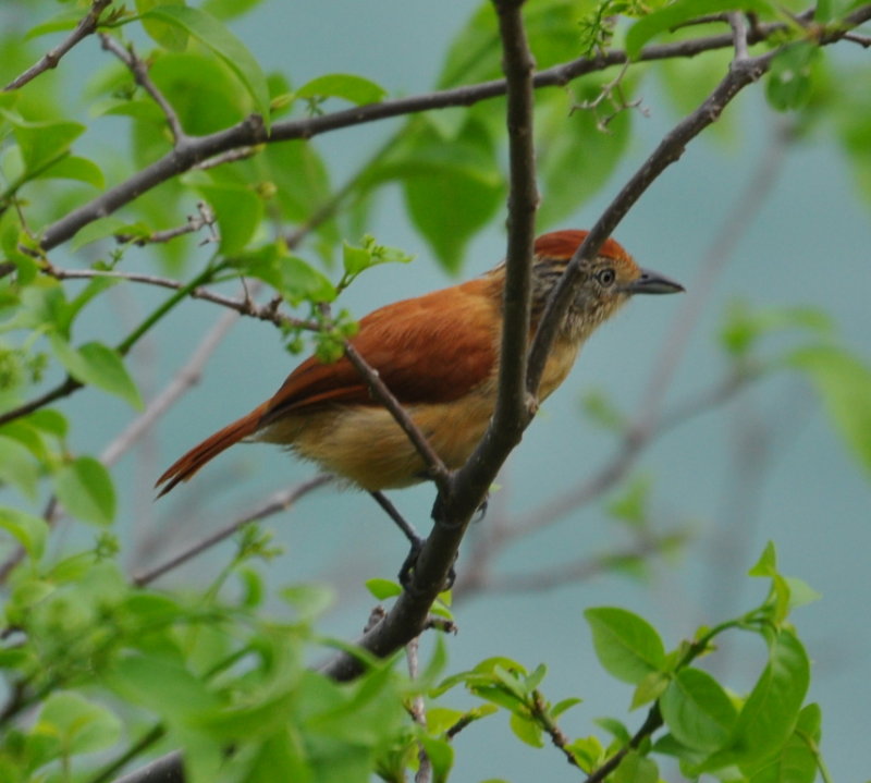 DSC_0743b.JPG