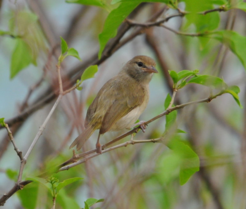 DSC_0752b.JPG