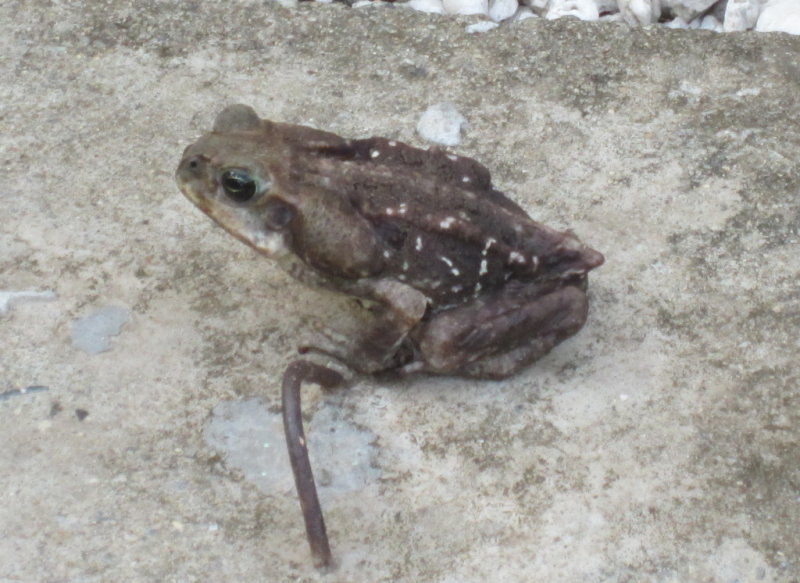 IMG_5369b.JPG