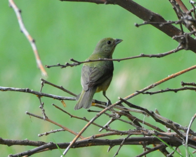 DSC_0975b.JPG