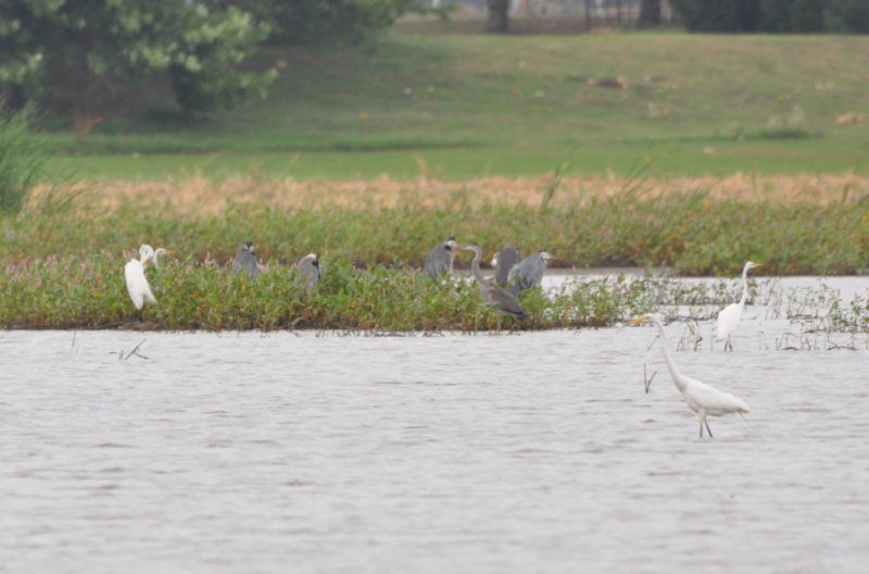 DSC_0013b.JPG