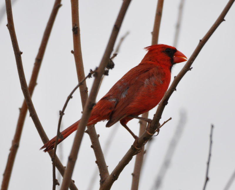 DSC_0092b.JPG