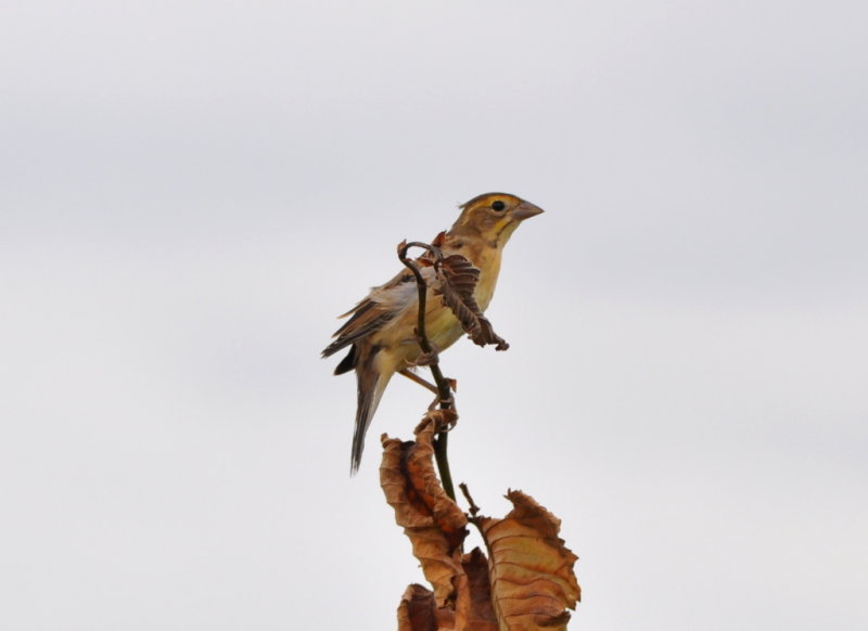 DSC_0118b.JPG