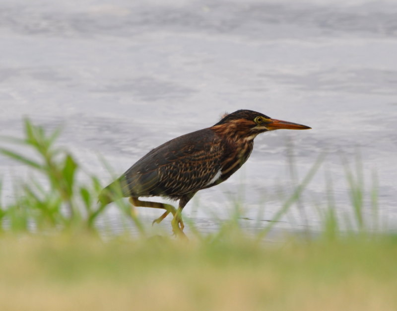 DSC_0181b.JPG