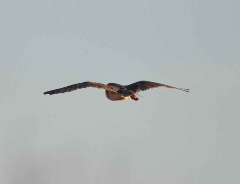 DSC_0021b.JPG