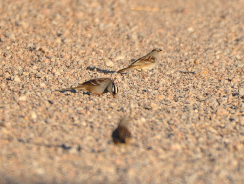 DSC_0035b.JPG