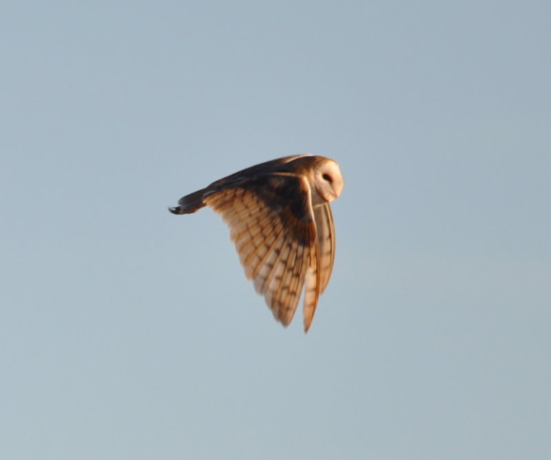 DSC_0077b.JPG