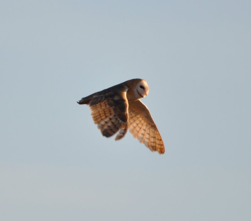 DSC_0085b.JPG