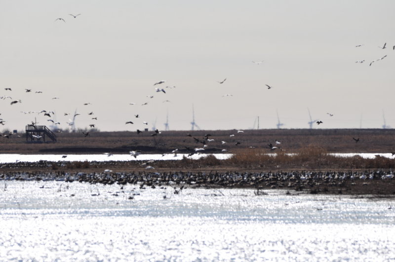 DSC_0935b.JPG