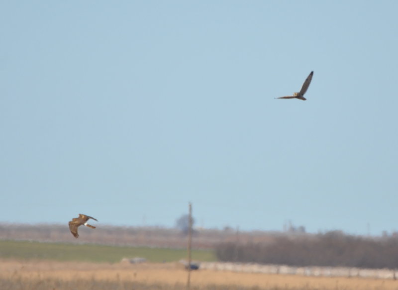 DSC_1196b.JPG