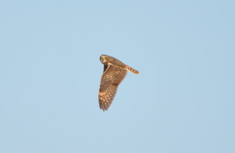 DSC_1248b.JPG