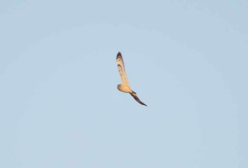 DSC_1257b.JPG