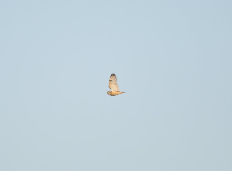 DSC_1313b.JPG