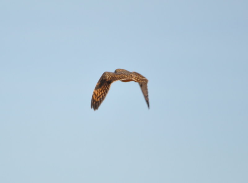 DSC_1320b.JPG