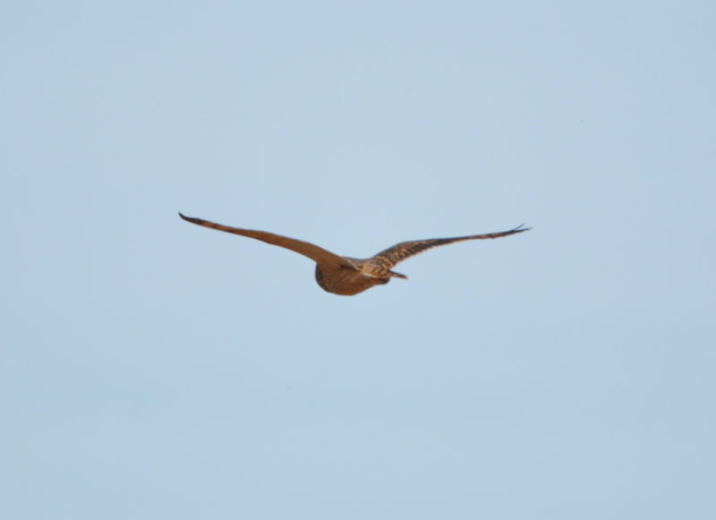 DSC_1321b.JPG
