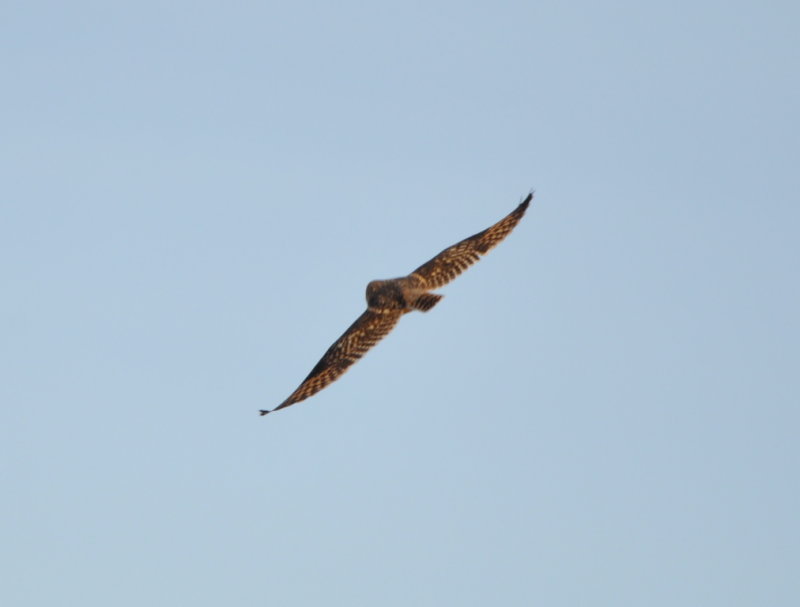 DSC_1339b.JPG