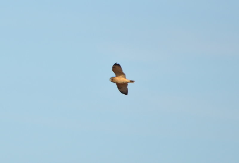 DSC_1350b.JPG
