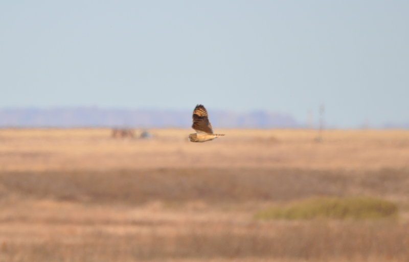 DSC_1443b.JPG
