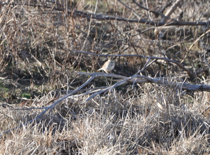 DSC_1542b.JPG