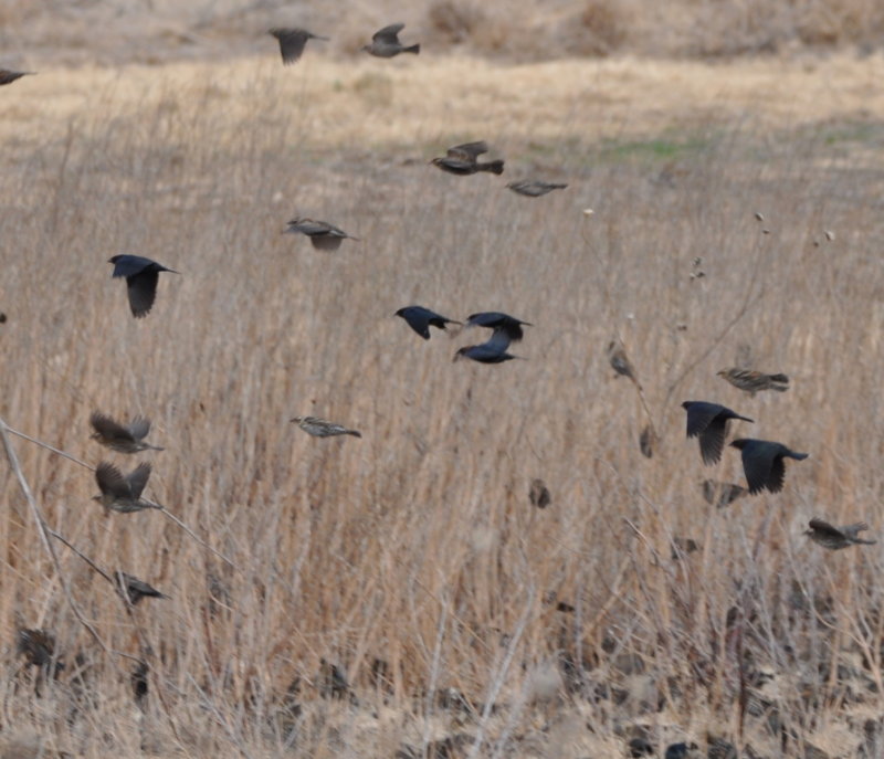 DSC_0209b.JPG