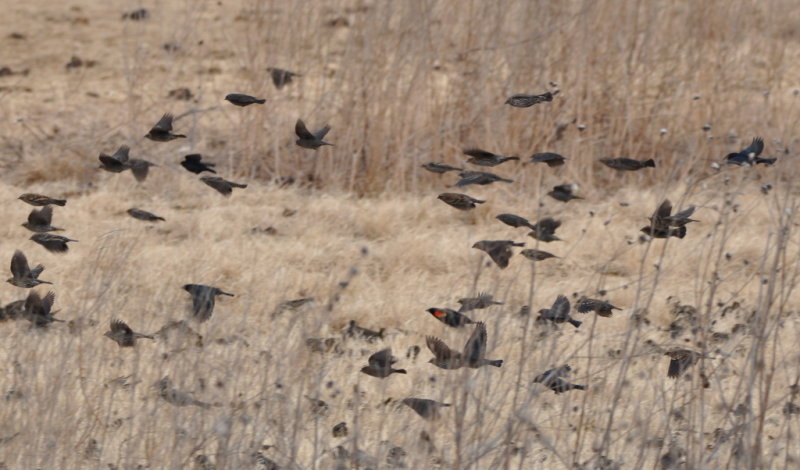 DSC_0211b.JPG