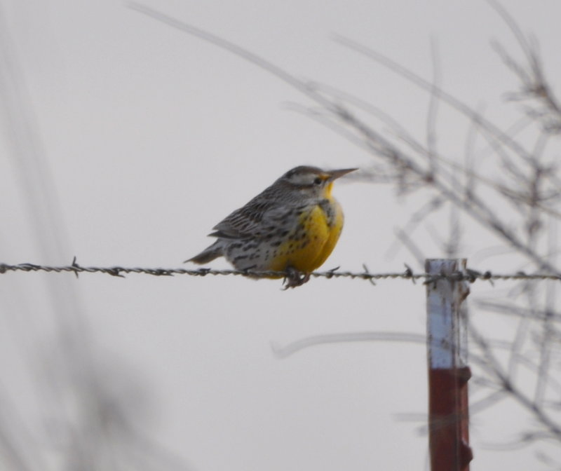DSC_0242b.JPG