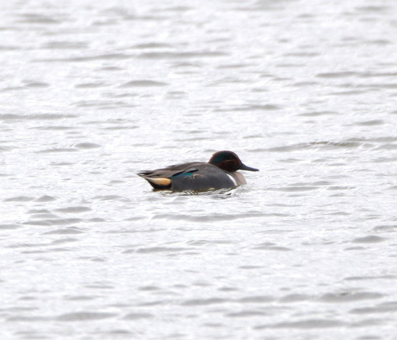 DSC_0688b.JPG