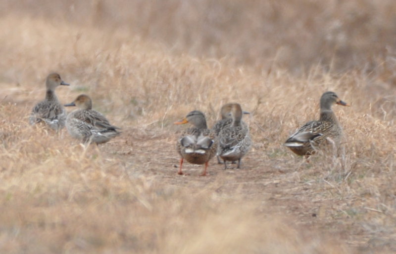 DSC_0713b.JPG