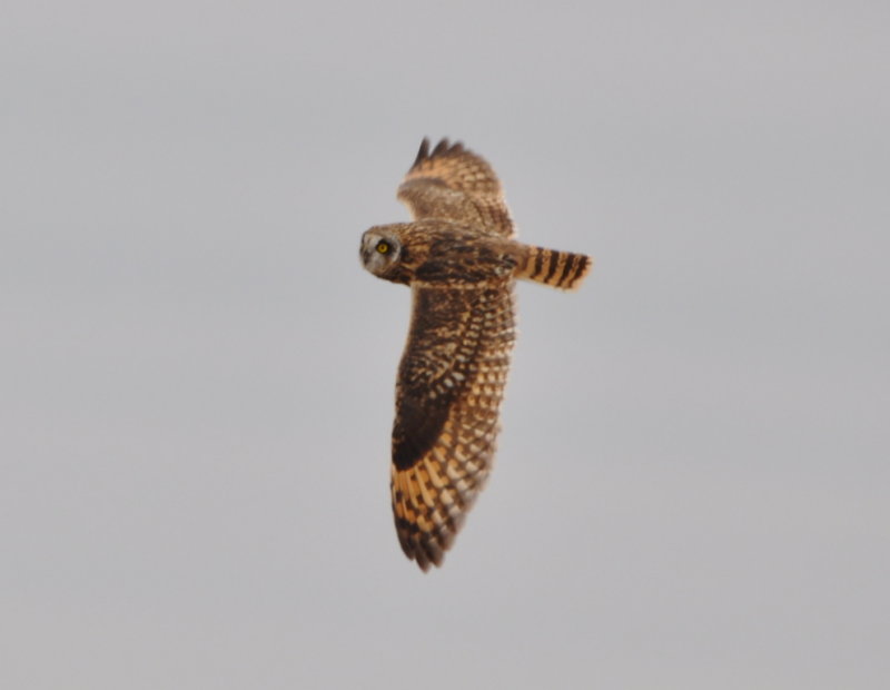DSC_0739b.JPG