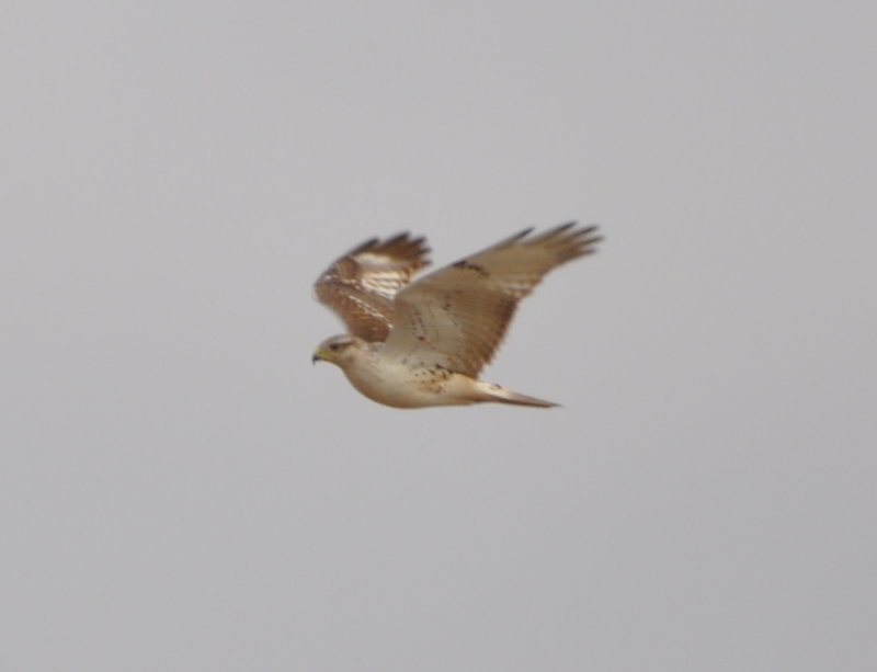 DSC_0936b.JPG