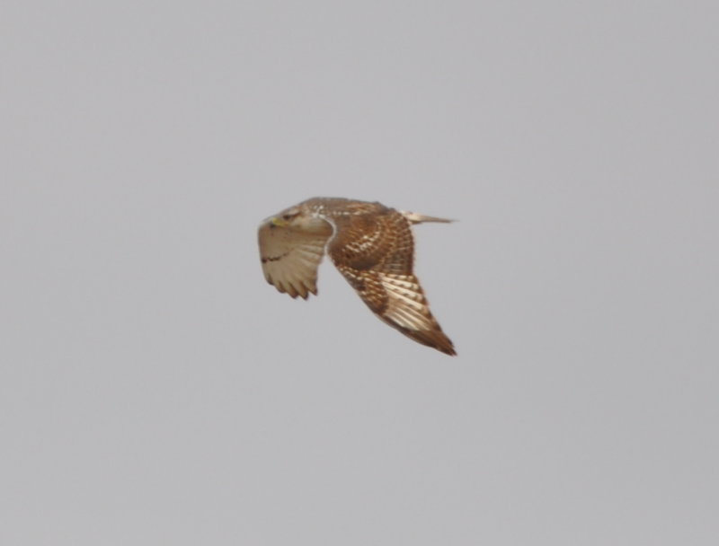 DSC_0939b.JPG