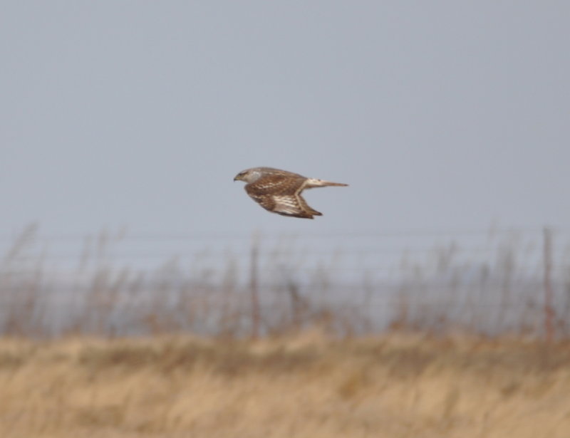 DSC_0963b.JPG