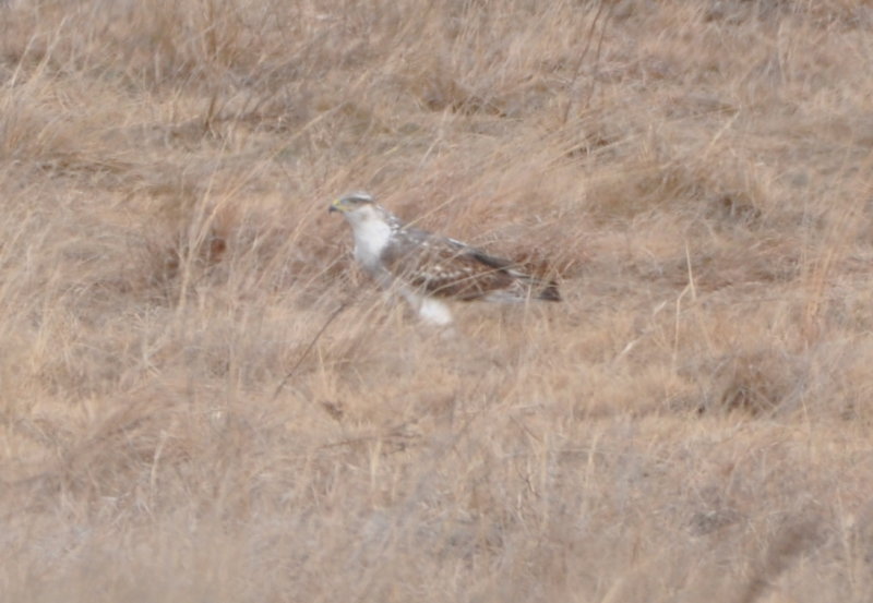 DSC_0977b.JPG