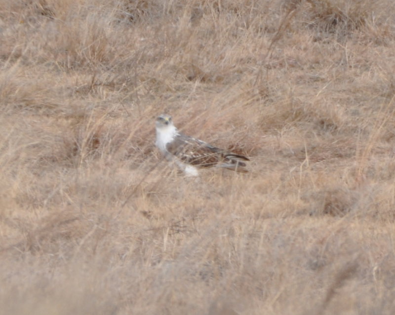 DSC_0980b.JPG