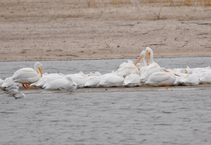 DSC_0424b.JPG