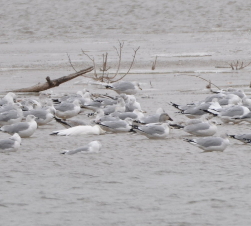 DSC_0436b.JPG