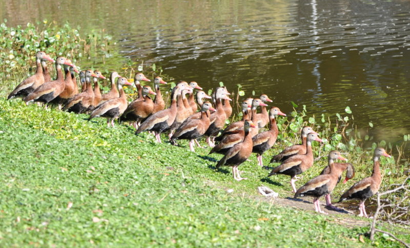 DSC_1582b.JPG
