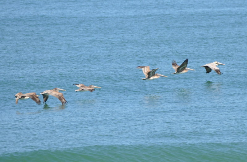 DSC_1624b.JPG