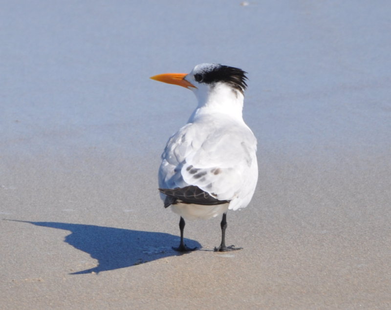 DSC_1693b.JPG