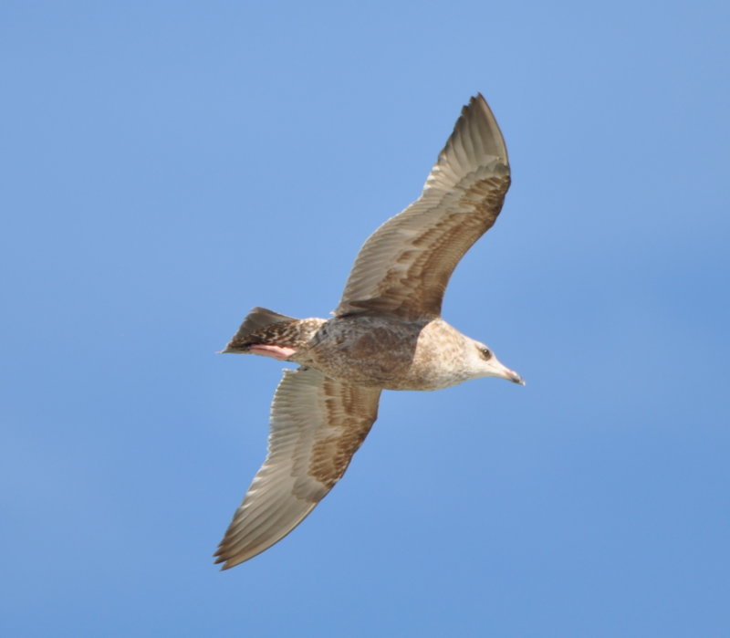 DSC_1725b.JPG
