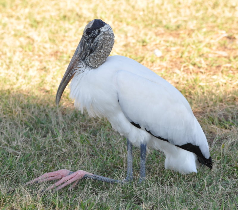 DSC_1920b.JPG