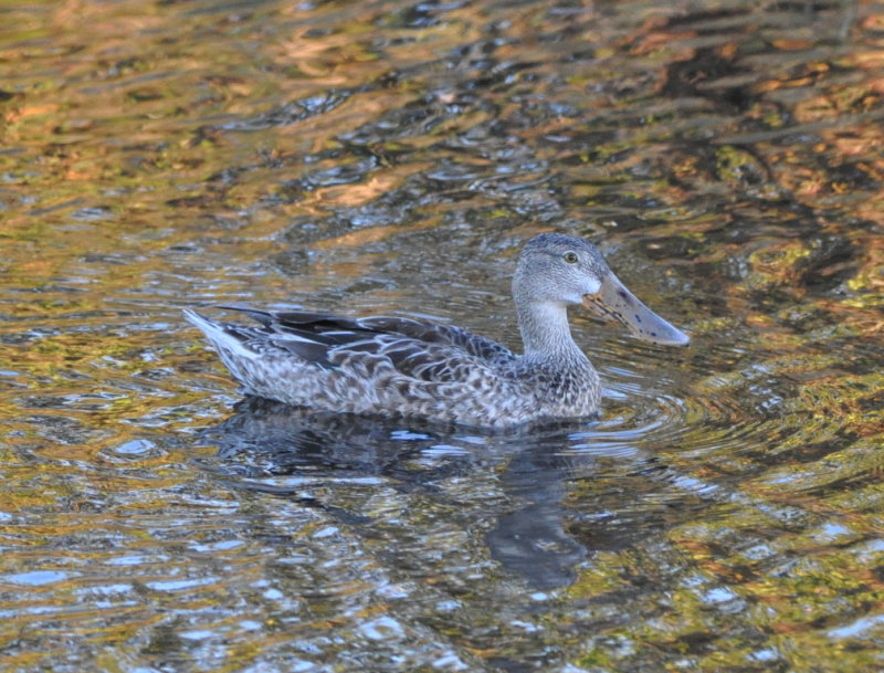 DSC_2320b.JPG