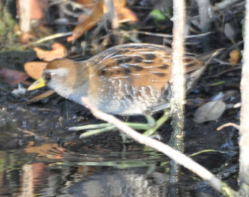 DSC_0373b.JPG